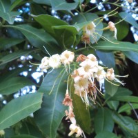 Cyrtophyllum fragrans (Roxb.) DC.